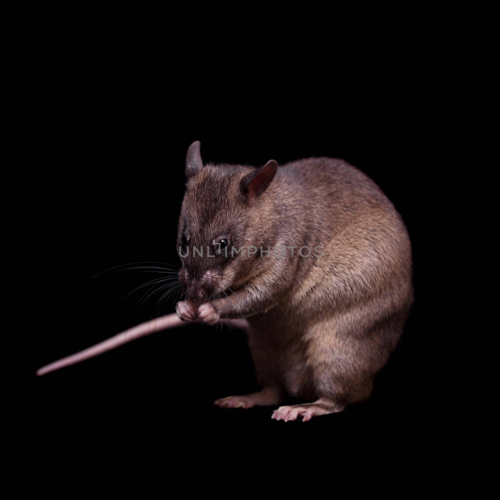 Gambian pouched rat, 3 years old, on black by RosaJay