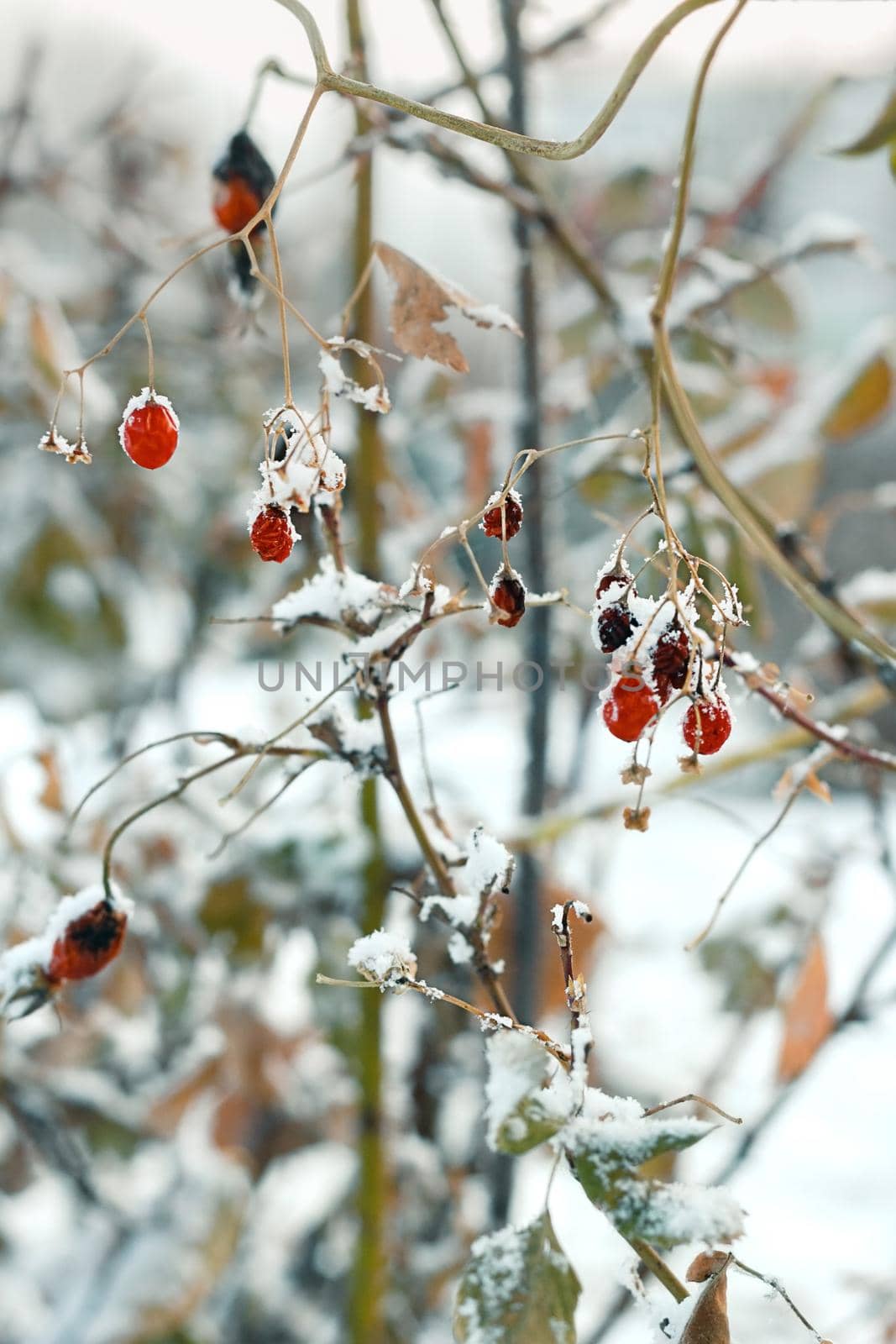 Closeup red frozen berries on faded bushes with first snow, snowy landscape, natural wintry atmospheric background, winter season onset concept, vertical image