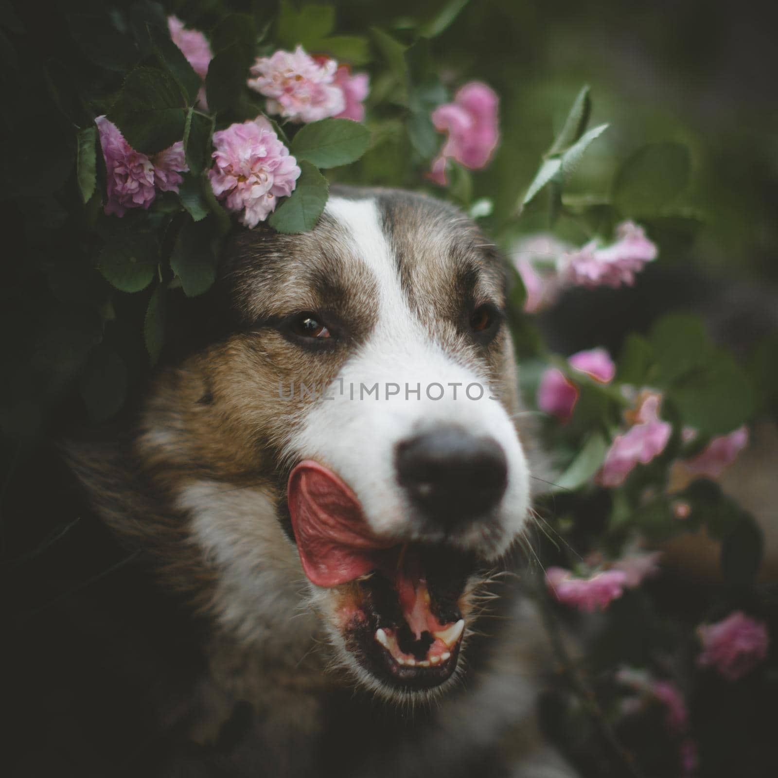 Mixed breed dog sitting in a garden with roses