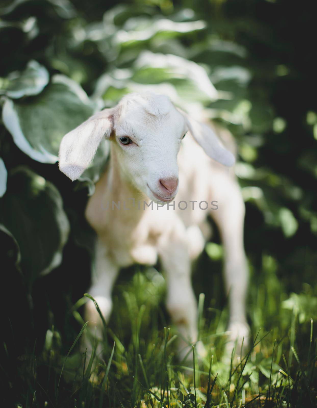 Cute young white goatling in a garden by RosaJay