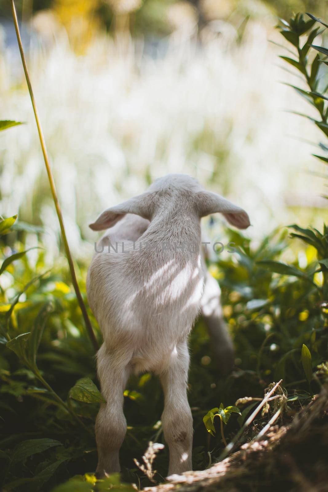 Cute young white goatling standing in a garden