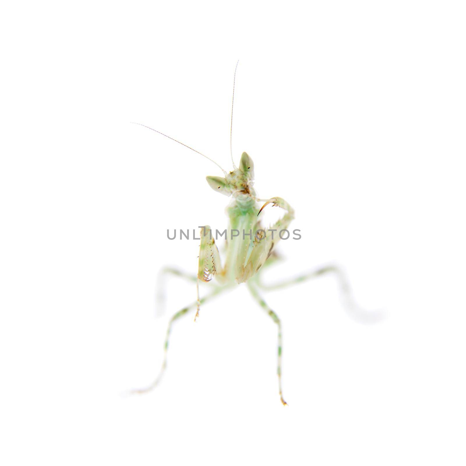 Indian flower praying mantis, Creobroter gemmatus, on white by RosaJay