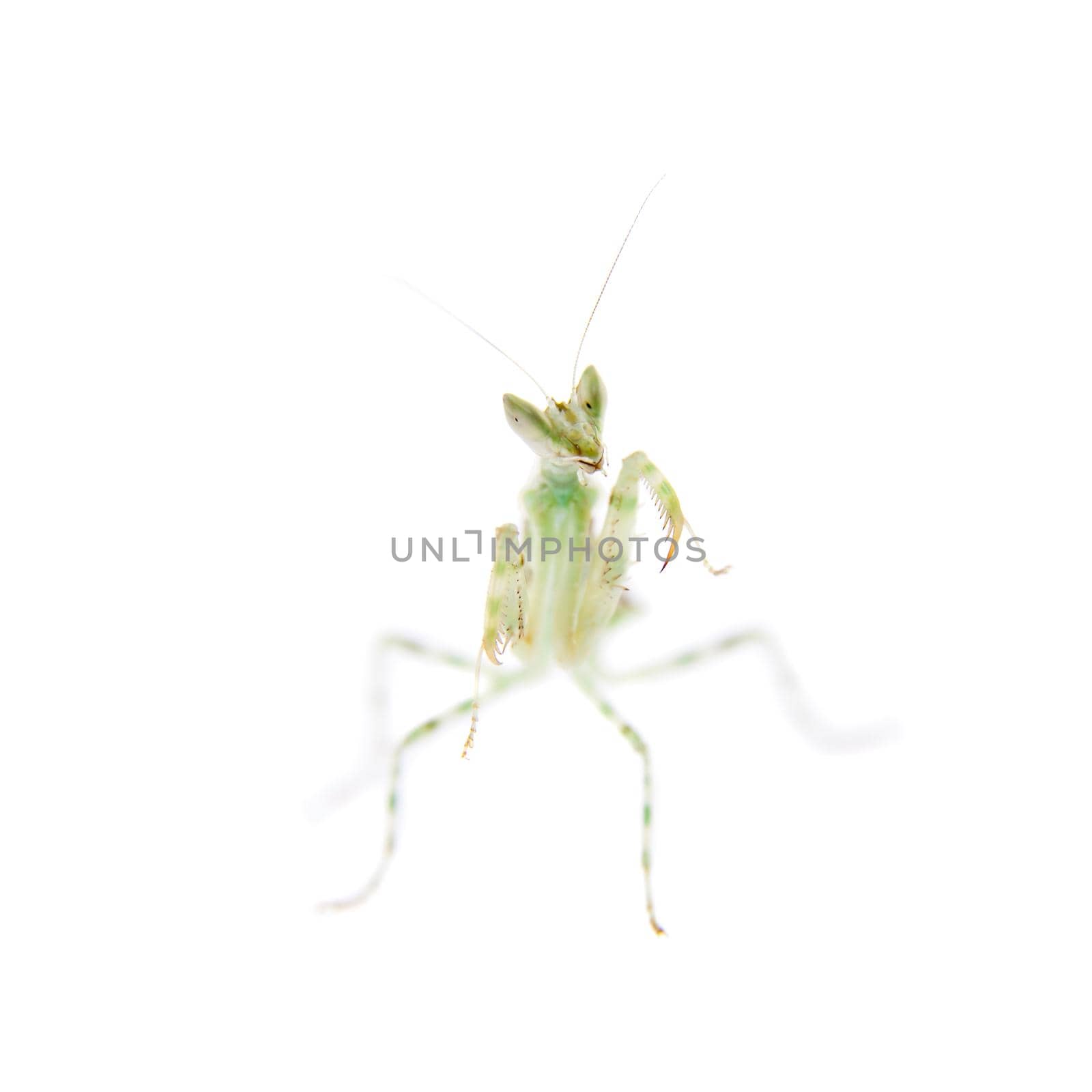 Creobroter gemmatus, or common names indian flower mantis isolates on white background