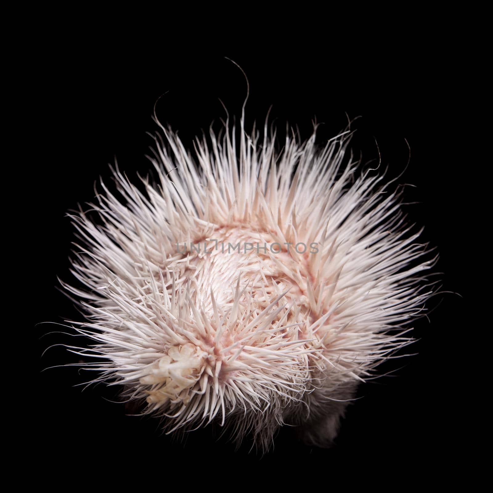 Albino indian crested Porcupine baby, Hystrix indica, isolated on black background