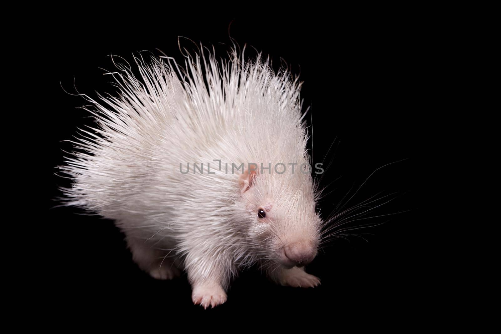 Albino indian crested Porcupine baby on black backgrond by RosaJay