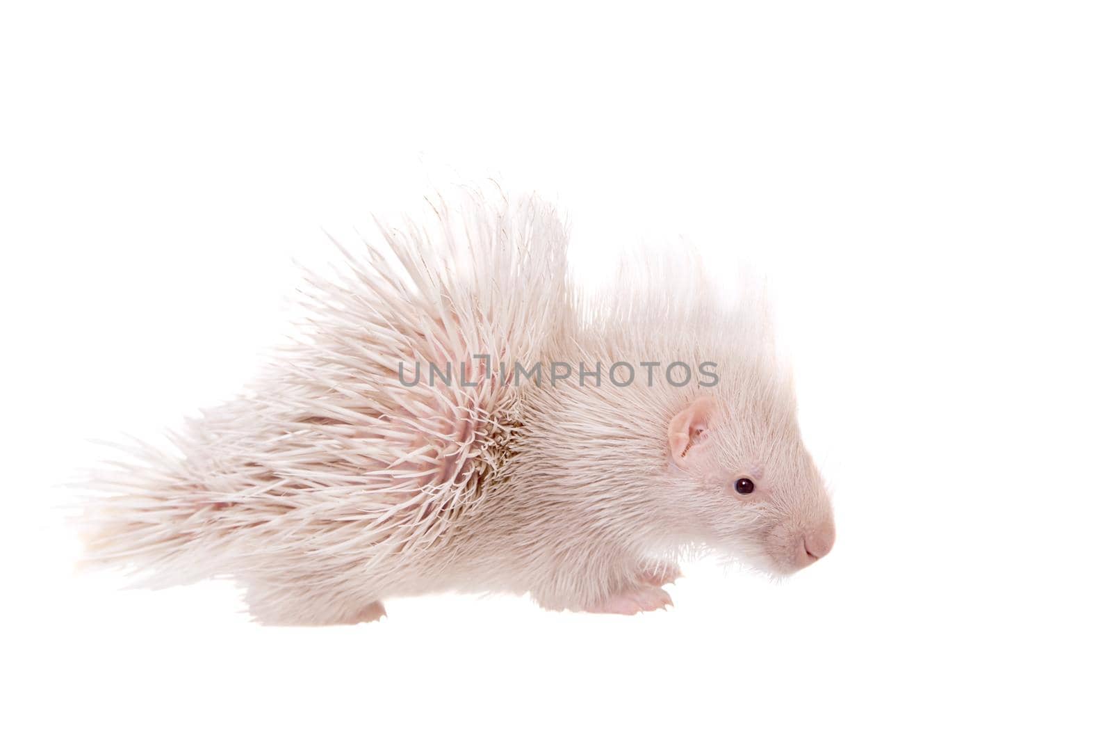 Albino Indian crested Porcupine baby, Hystrix indica, isolated on white background