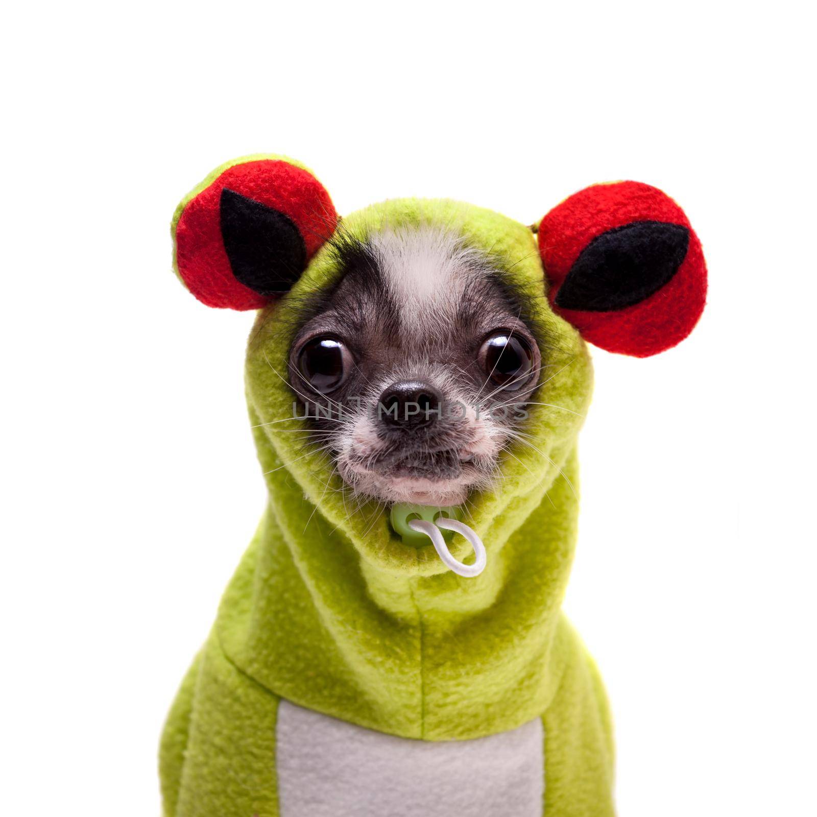 Peruvian hairless and chihuahua mix dog in frog costume isolated on white background