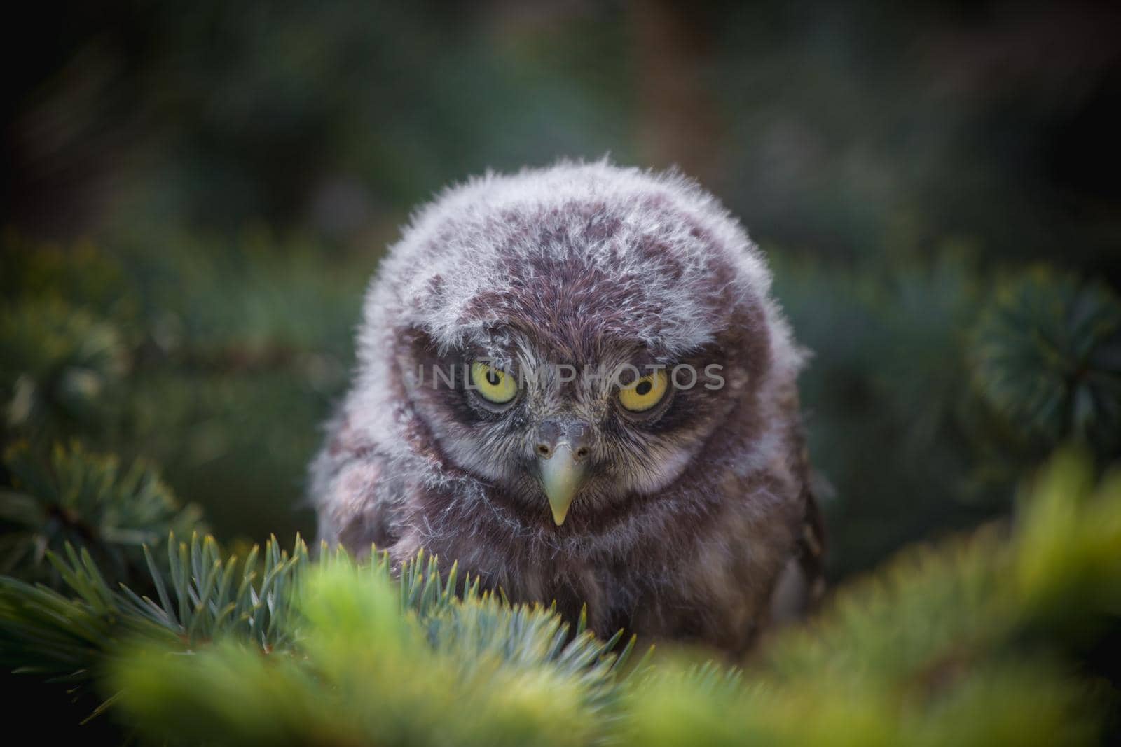 Little Owl Baby, 5 weeks old, on grass by RosaJay