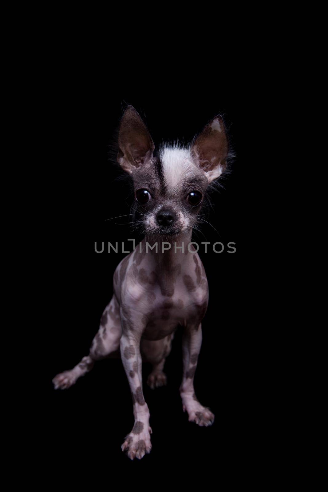 Peruvian hairless and chihuahua mix dog isolated on black background