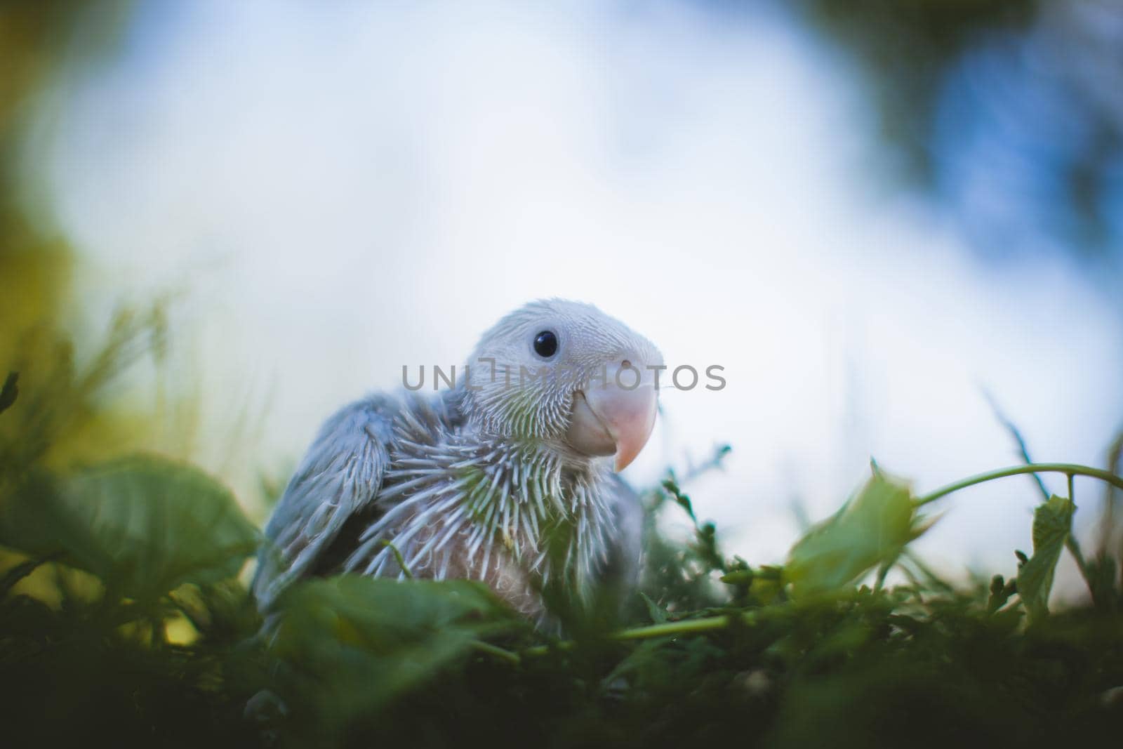 The rose-ringed or ring-necked parakeet, Psittacula krameri, female, in a garden