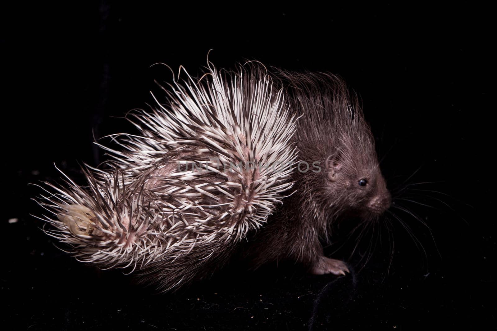 Indian crested Porcupine baby on black backgrond by RosaJay