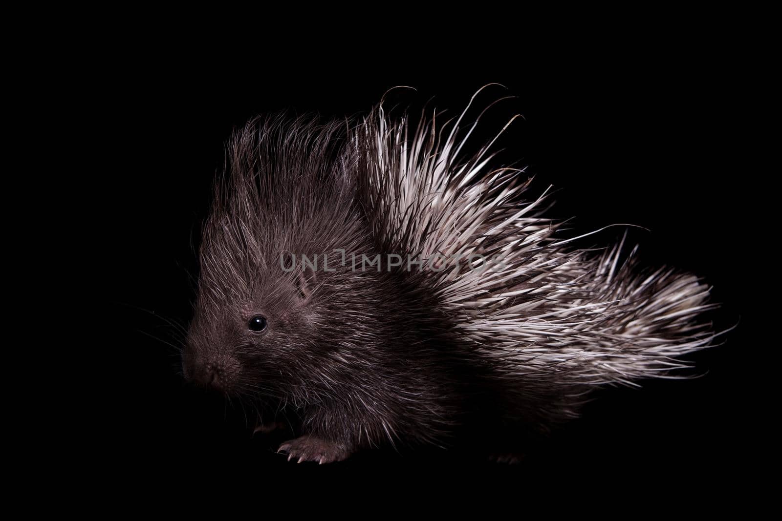 Indian crested Porcupine baby, Hystrix indica, isolated on black background