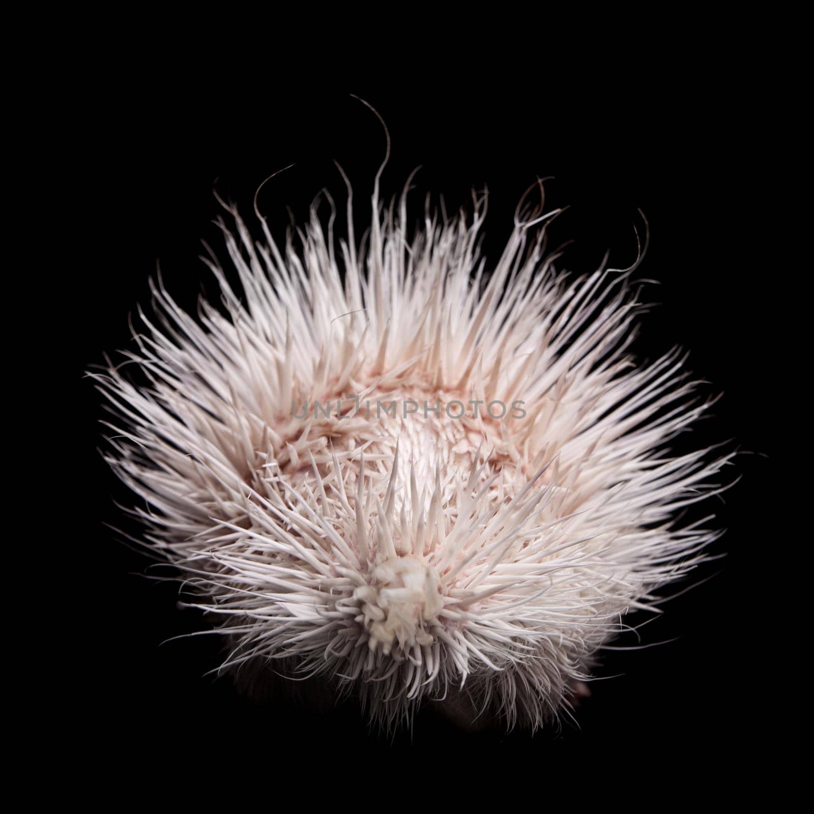 Albino indian crested Porcupine baby, Hystrix indica, isolated on black background