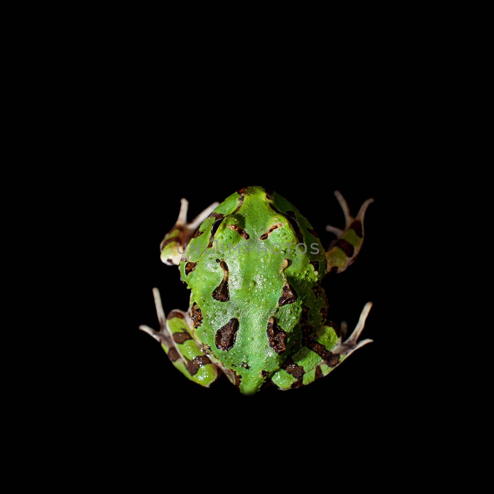 The Brazilian horned frog, Ceratophrys aurita, isolated on black background