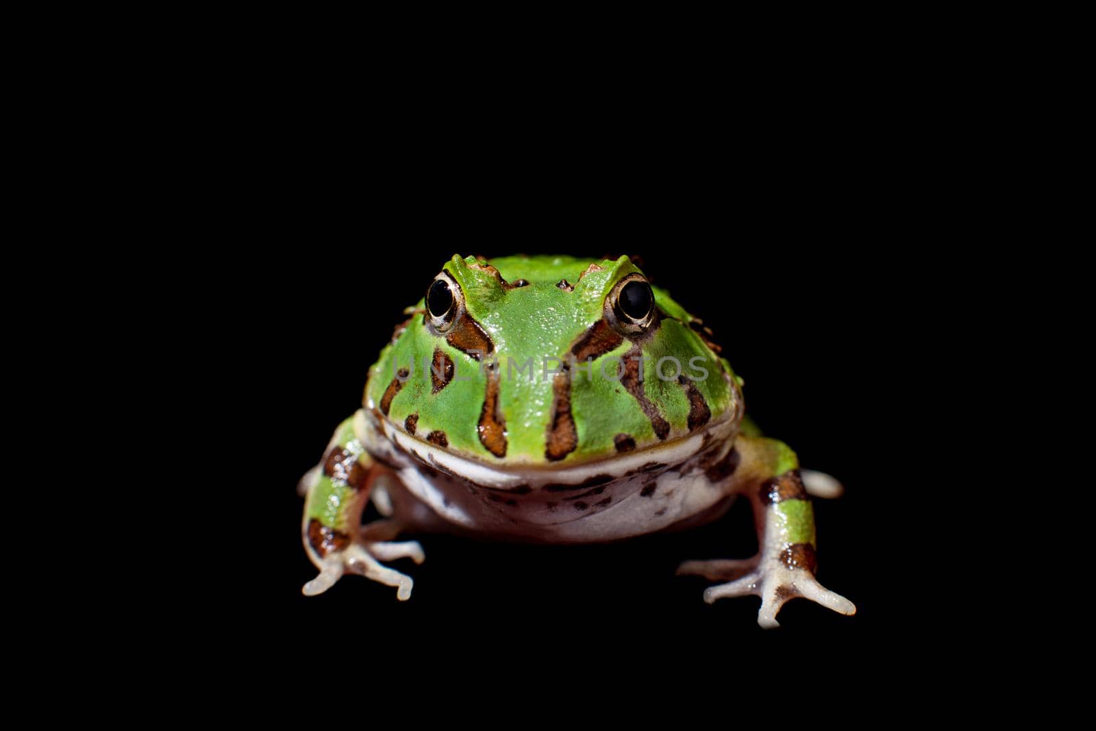 The Brazilian horned frog, Ceratophrys aurita, isolated on black background