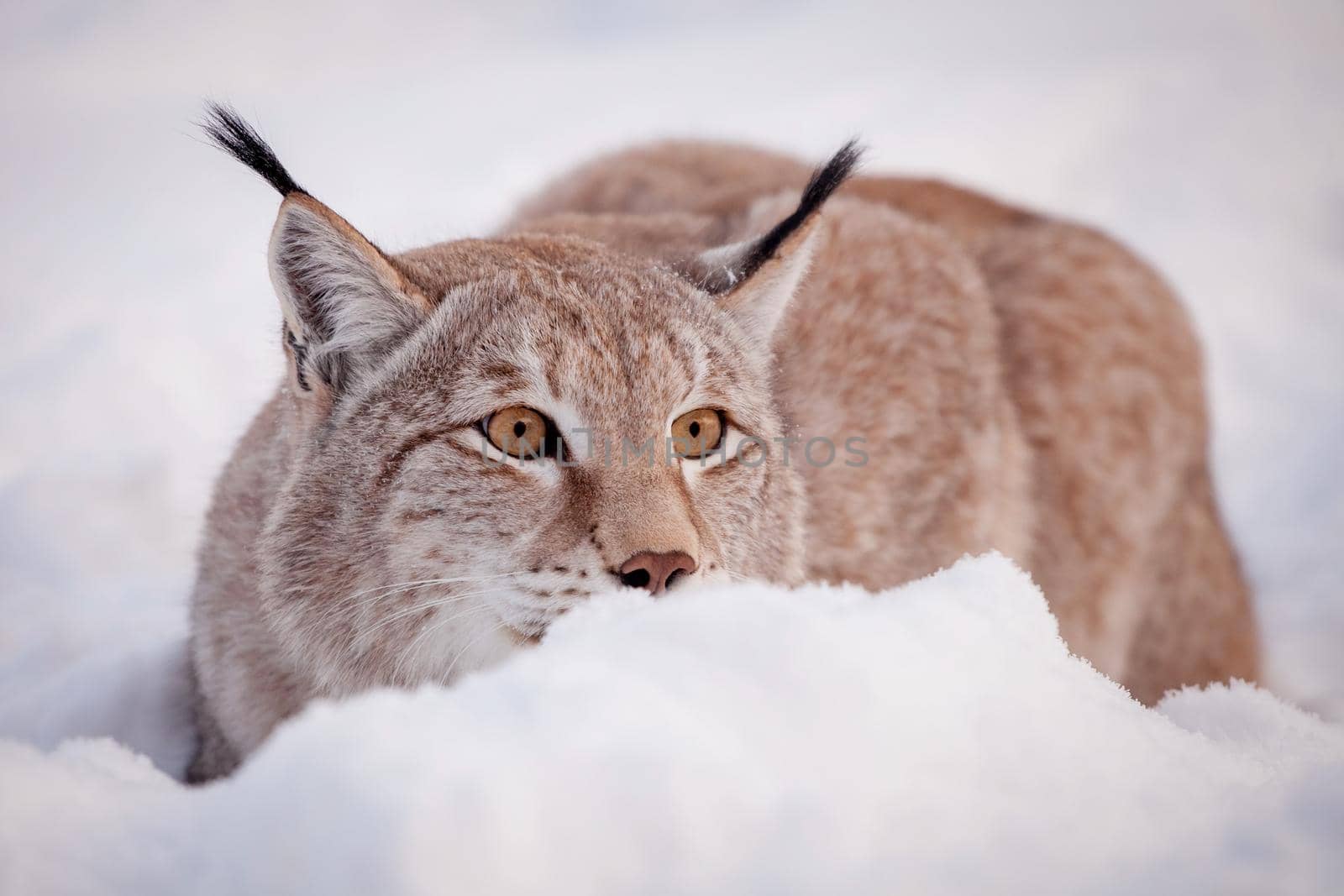 Abordable Eurasian Lynx, portrait in winter field by RosaJay