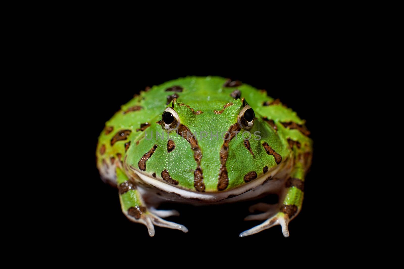 The Brazilian horned frog, Ceratophrys aurita, isolated on black background