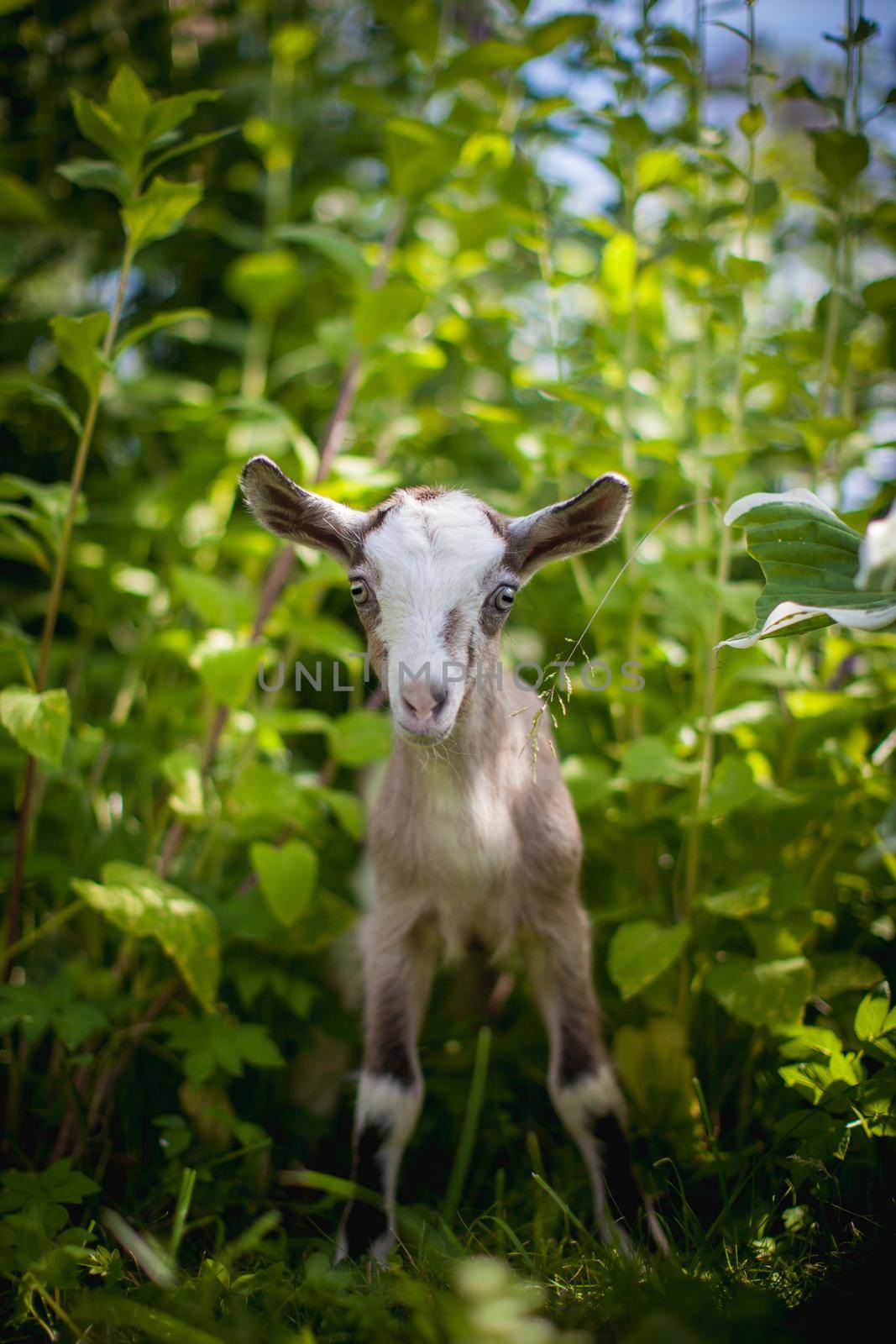 Cute young grey goatling standing in a garden