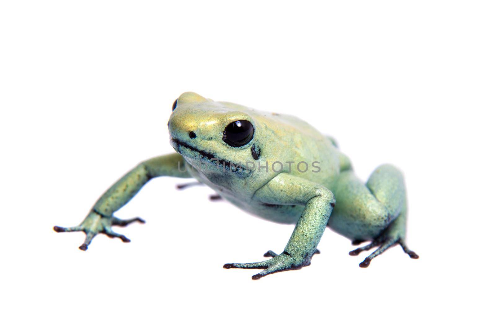 The golden poison frog, Phyllobates terribilis Mint, isolated on white background.