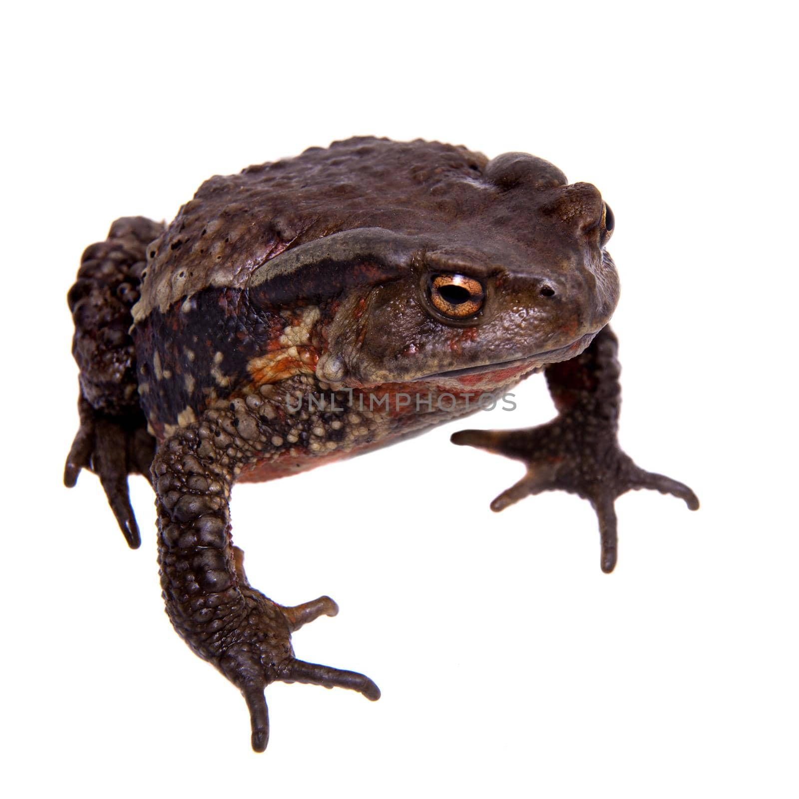 Amazing Vietnamese toad isolated on white background by RosaJay