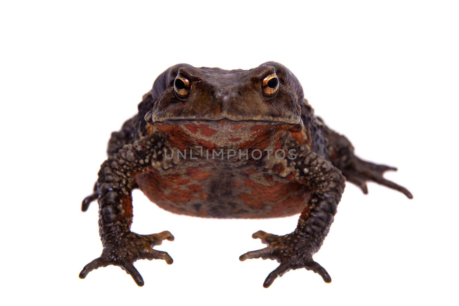 Amazing Vietnamese toad isolated on white background by RosaJay