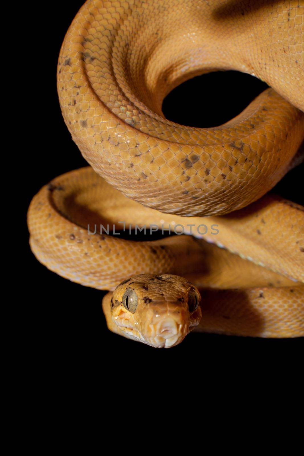 Red Amazon tree boa isolated on black by RosaJay