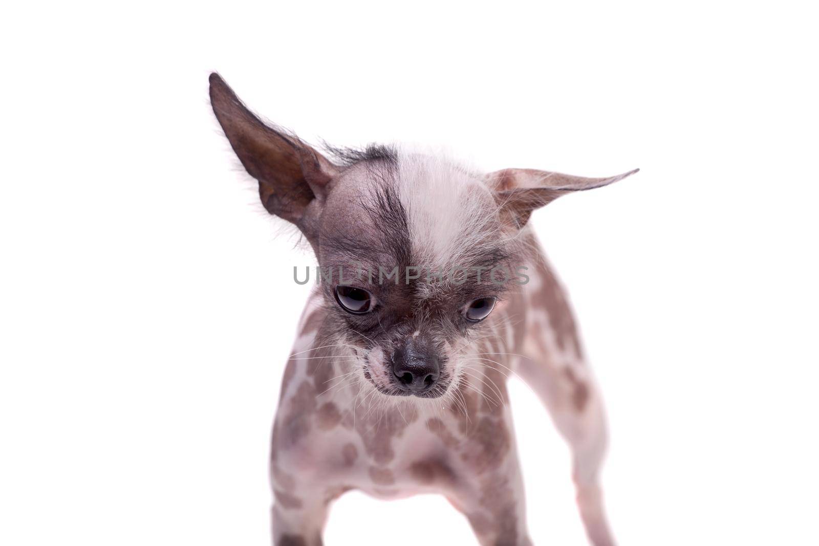 Peruvian hairless and chihuahua mix dog on white by RosaJay