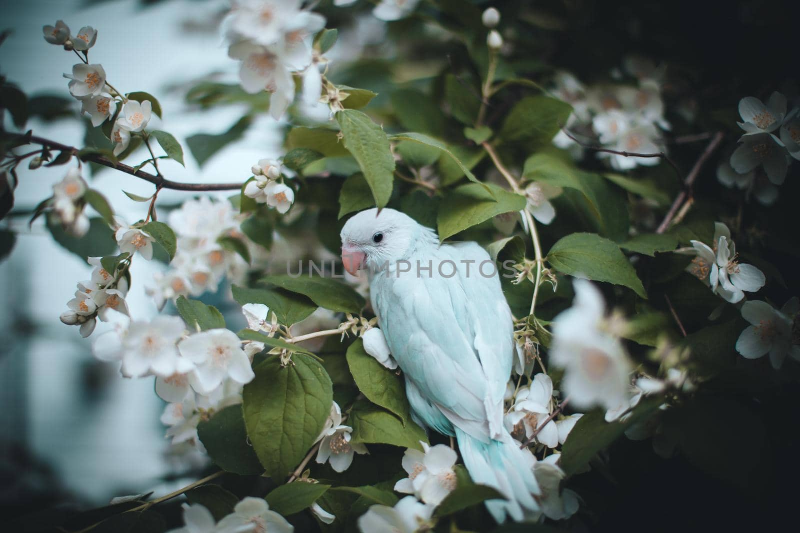 Blue rose-ringed or ring-necked parakeet on the branch in summer garden by RosaJay