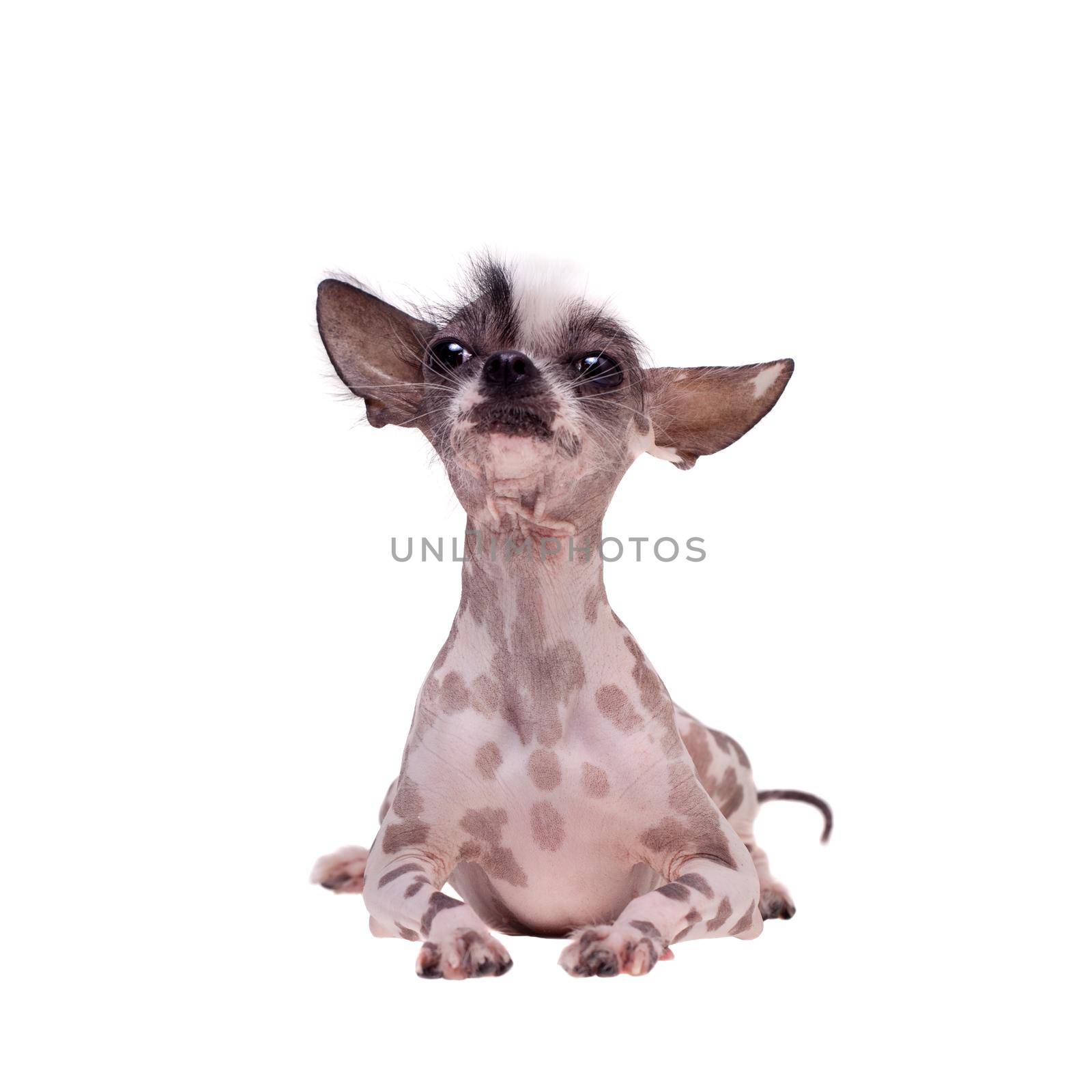 Peruvian hairless and chihuahua mix dog isolated on white