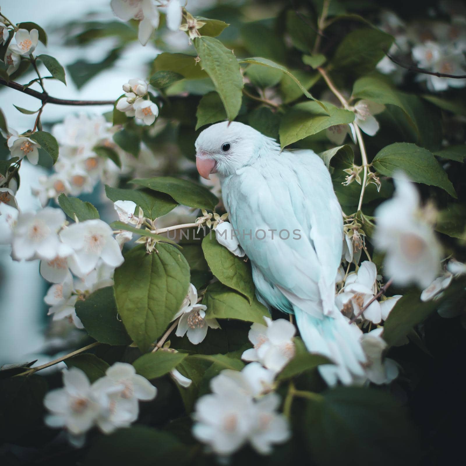 Blue rose-ringed or ring-necked parakeet on the branch in summer garden by RosaJay