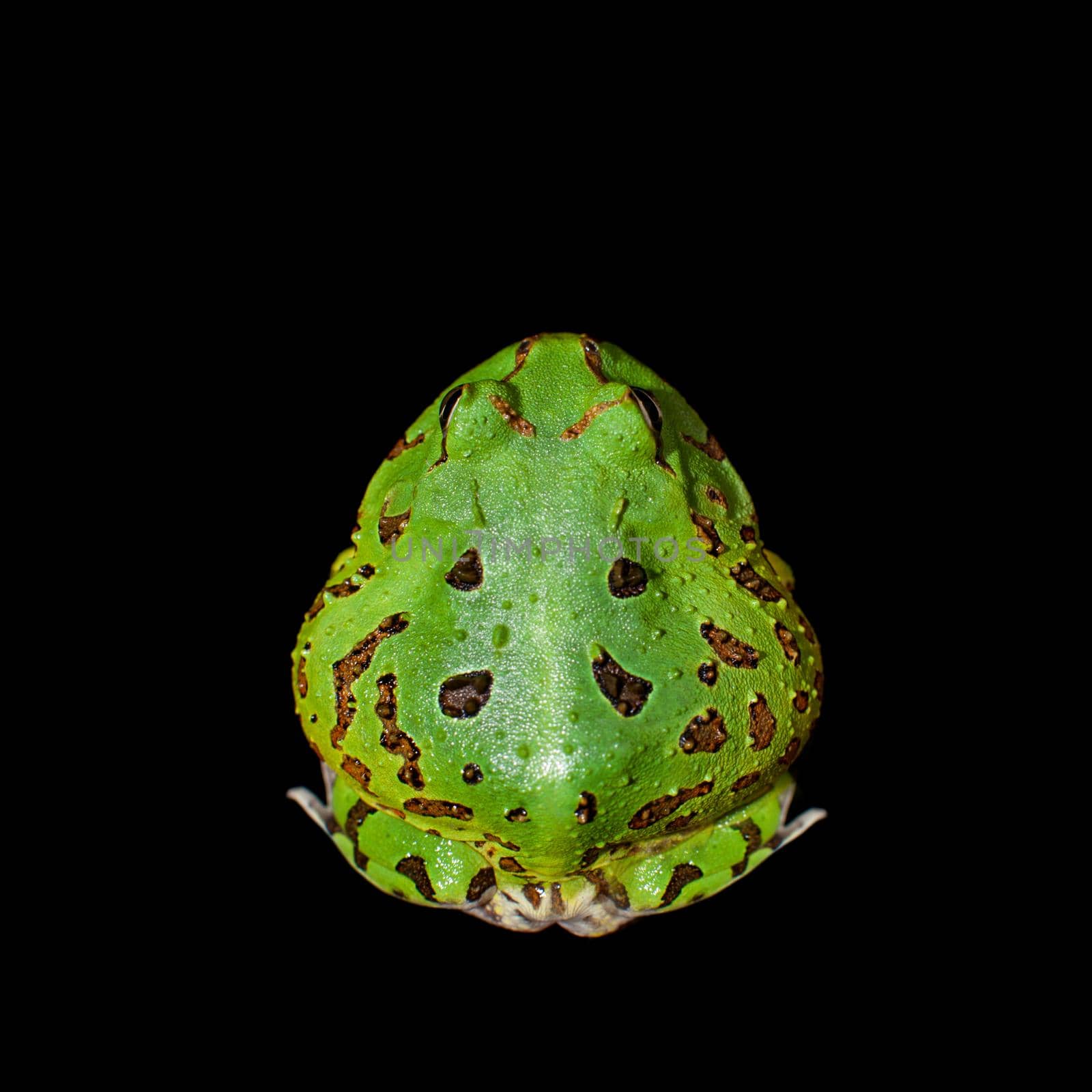 The Brazilian horned frog, Ceratophrys aurita, isolated on black background