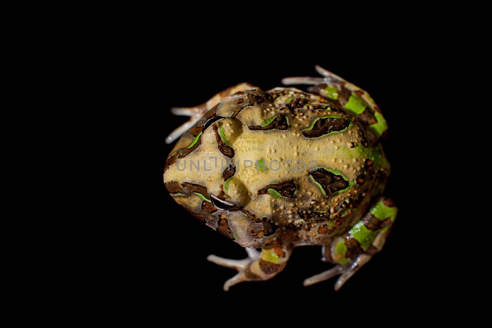 The Brazilian horned frog, Ceratophrys aurita, isolated on black background