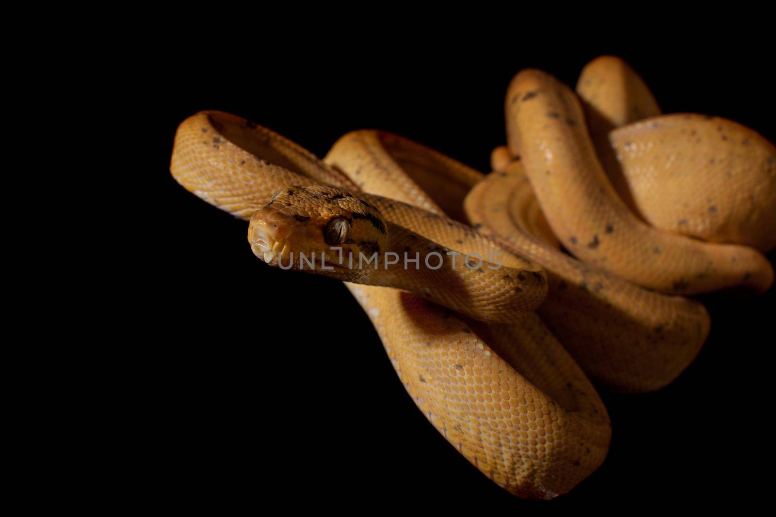 Red Amazon tree boa isolated on black by RosaJay