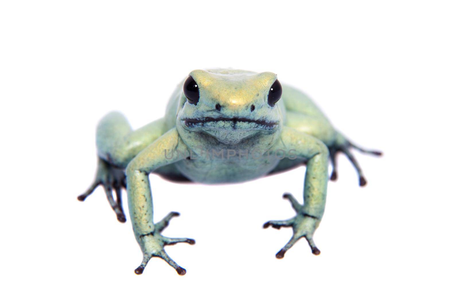 The golden poison frog, Phyllobates terribilis Mint, isolated on white background.