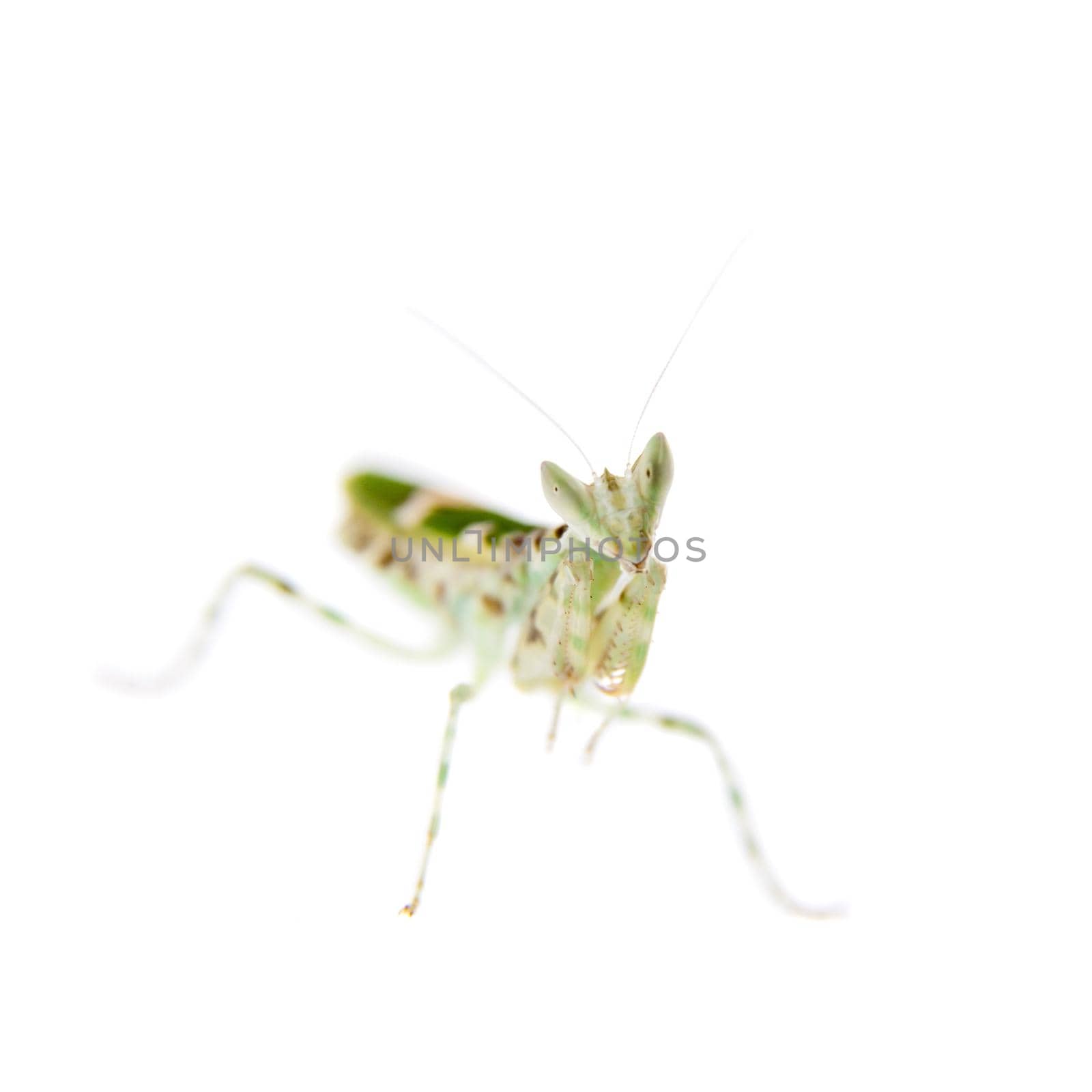 Indian flower praying mantis, Creobroter gemmatus, on white by RosaJay