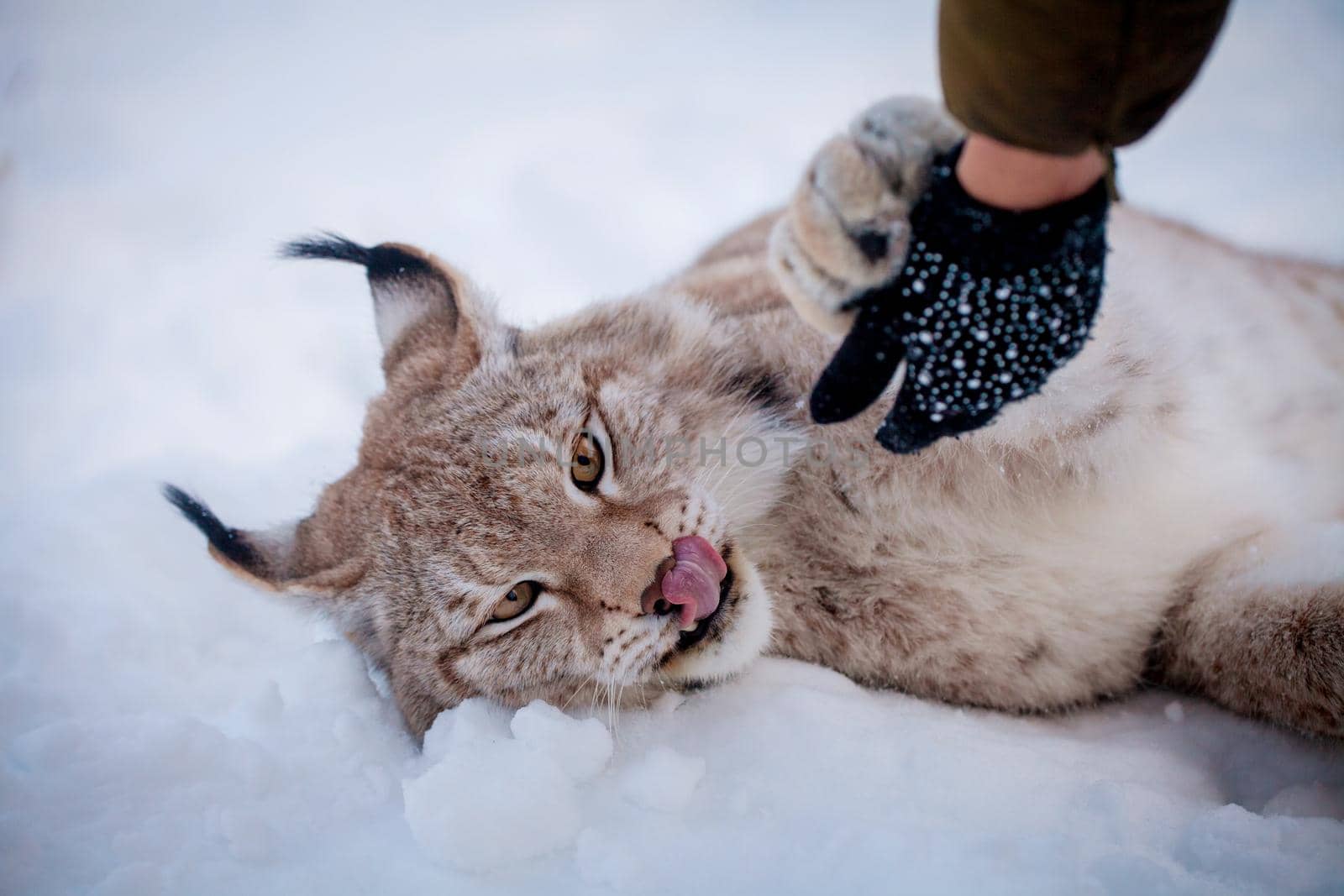 Beautiful Eurasian bobcat, lynx lynx, in winter field