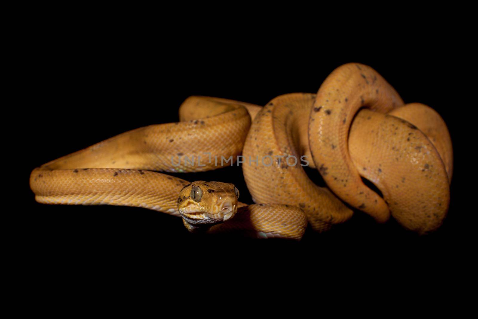 Red Amazon tree boa isolated on black by RosaJay