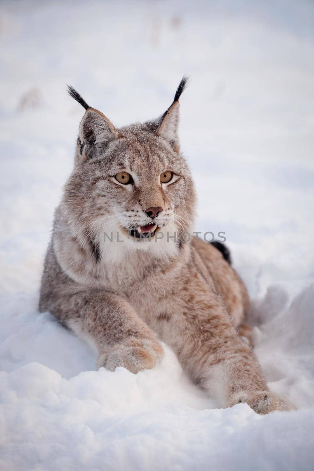 Beautiful Eurasian bobcat, lynx lynx, in winter field