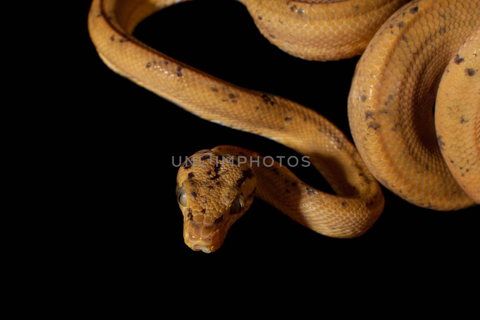 Red Amazon tree boa, corallus hortulanus, isolated on black background