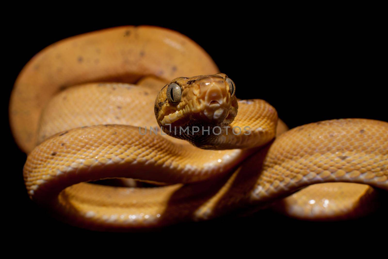 Red Amazon tree boa isolated on black by RosaJay