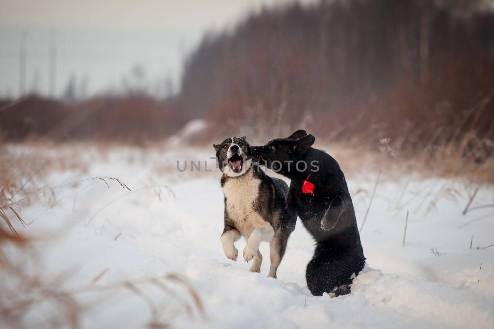 Two dogs mixbreed and purebreed playing in the winter field