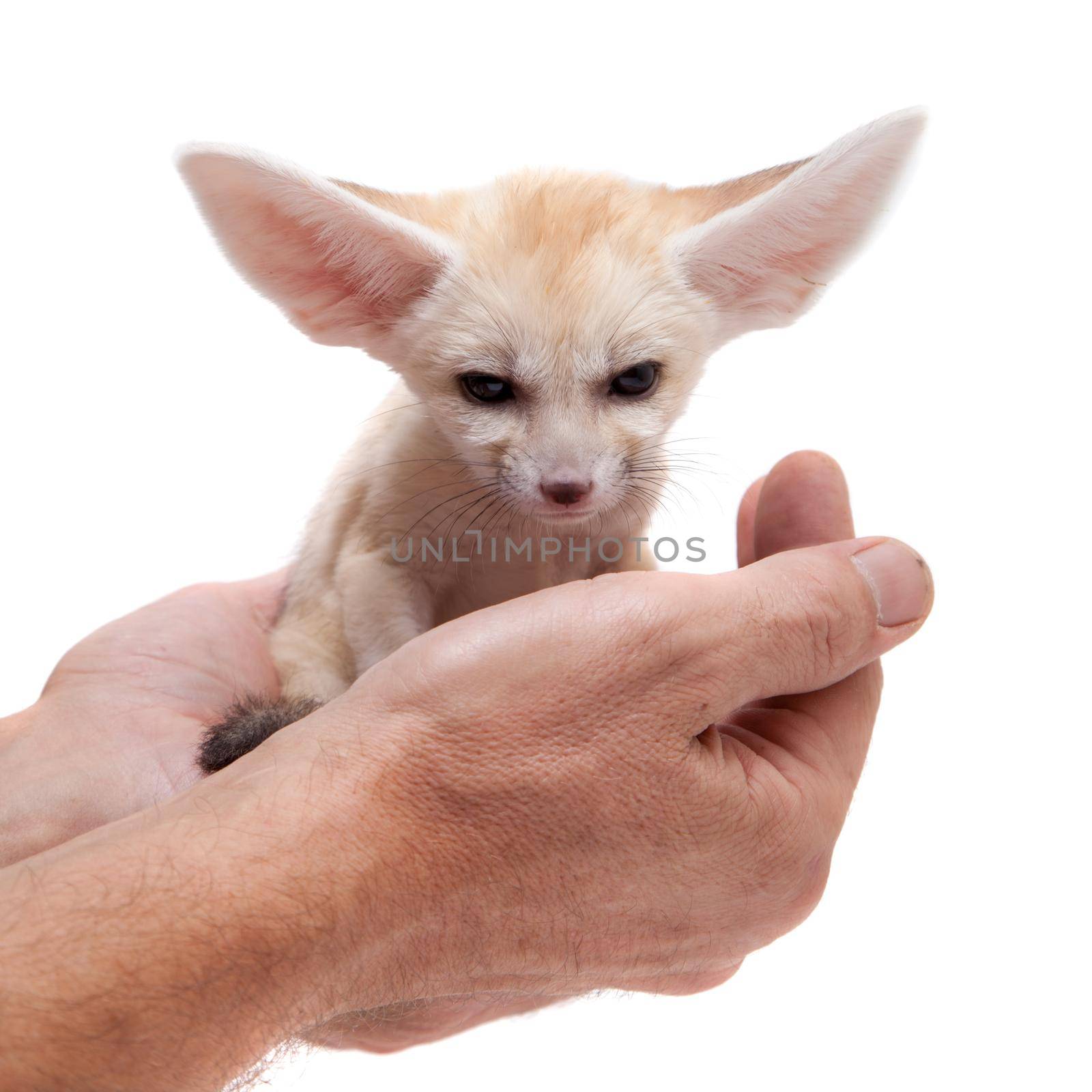 Pretty Fennec fox, Vulpes or Fennecus zerda cub on white background