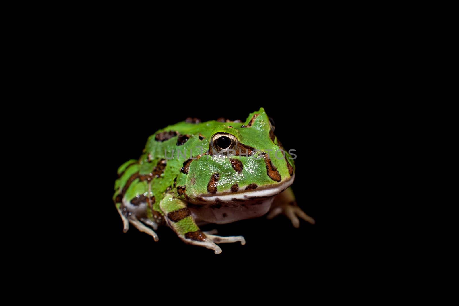 The Brazilian horned frog, Ceratophrys aurita, isolated on black background