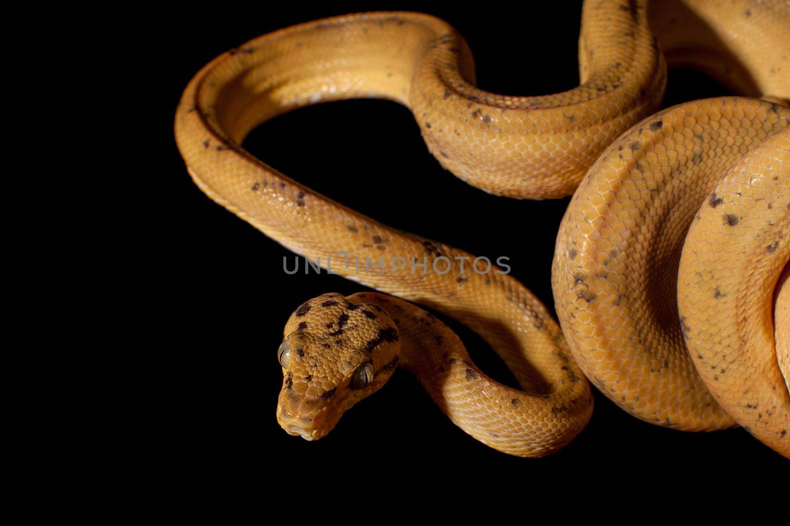 Red Amazon tree boa isolated on black by RosaJay