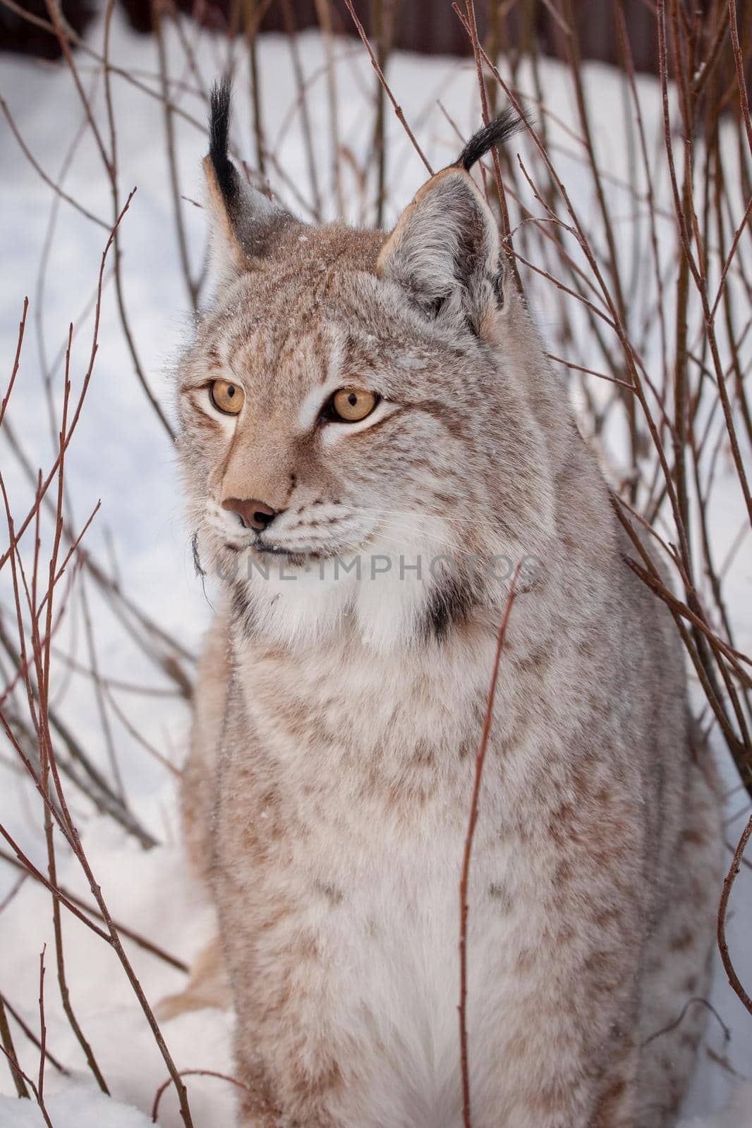 Beautiful Eurasian bobcat, lynx lynx, in winter field