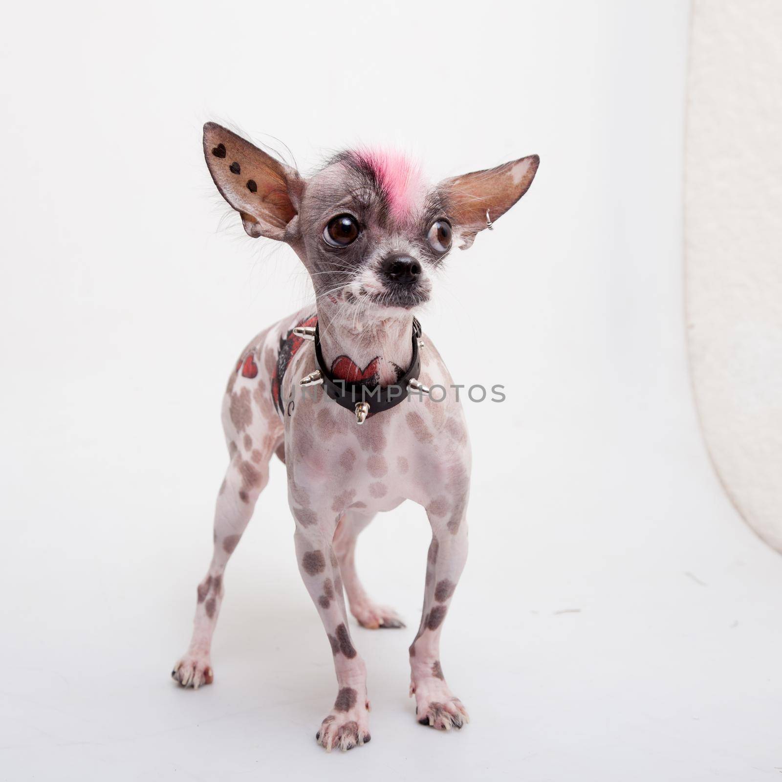 Punk style peruvian hairless and chihuahua mix dog with tattoo and piercing on white by RosaJay
