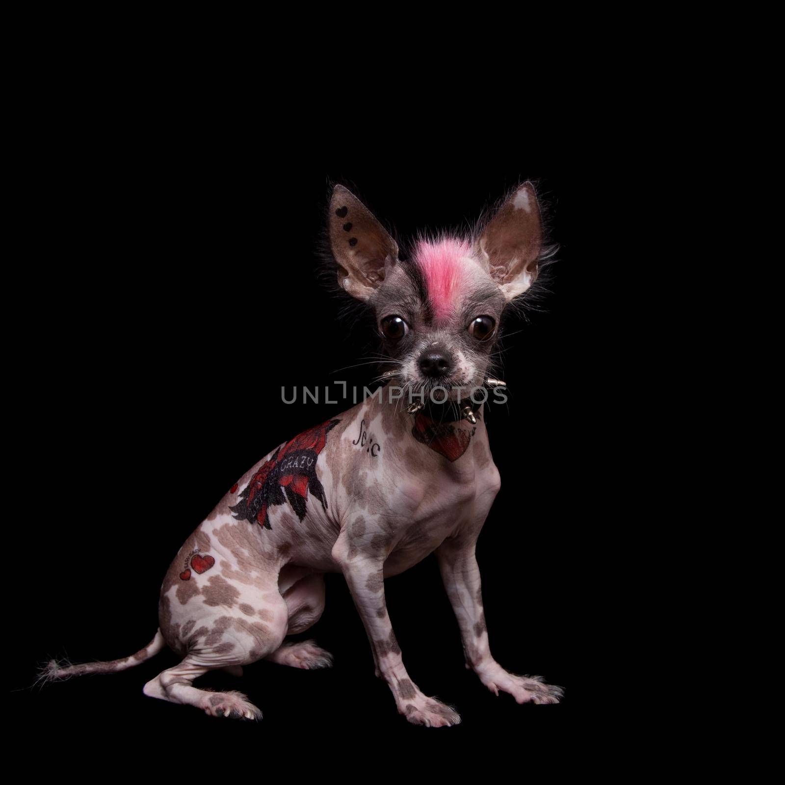 Punk style peruvian hairless and chihuahua mix dog with tattoo, isolated on black