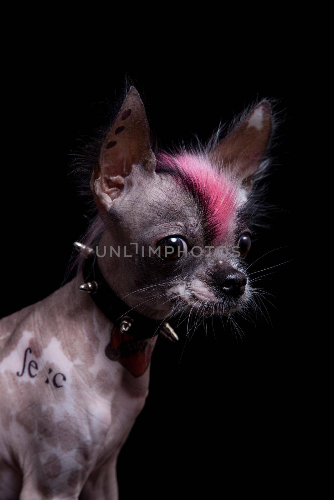 Punk style peruvian hairless and chihuahua mix dog with tattoo, isolated on black