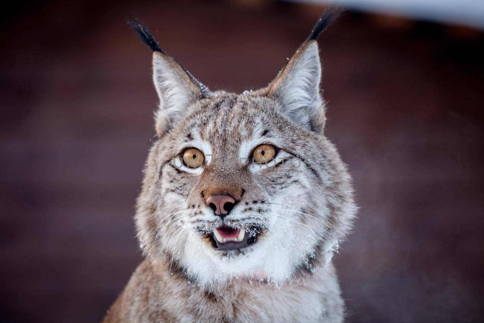 Abordable Eurasian Lynx, portrait in winter field by RosaJay