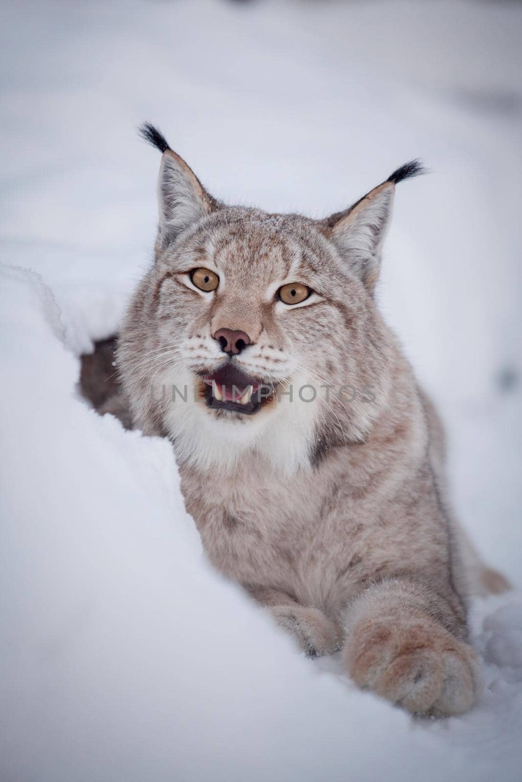 Beautiful Eurasian bobcat, lynx lynx, in winter field